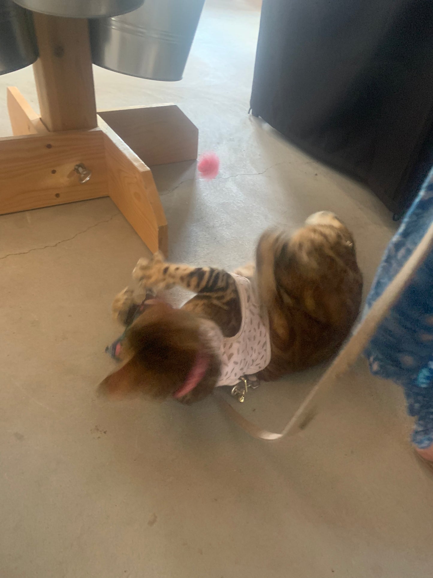 Catnip Toys - Pillow