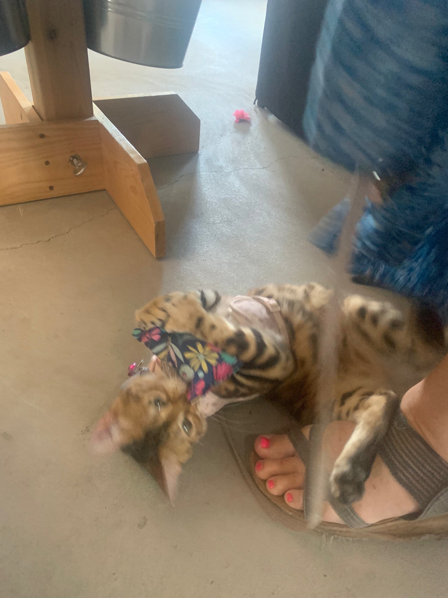 Catnip Toys - Pillow